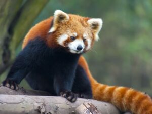 Красная панда в питомнике фото